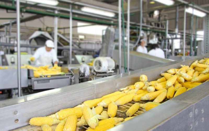 Corn cob on production line in a food industry